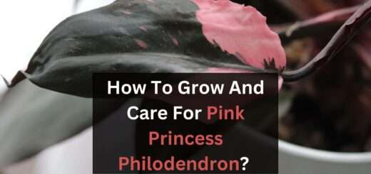 How To Grow And Care For Pink Princess Philodendron?