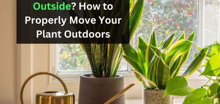 Can Snake Plants Live Outside? How to Properly Move Your Plant Outdoors