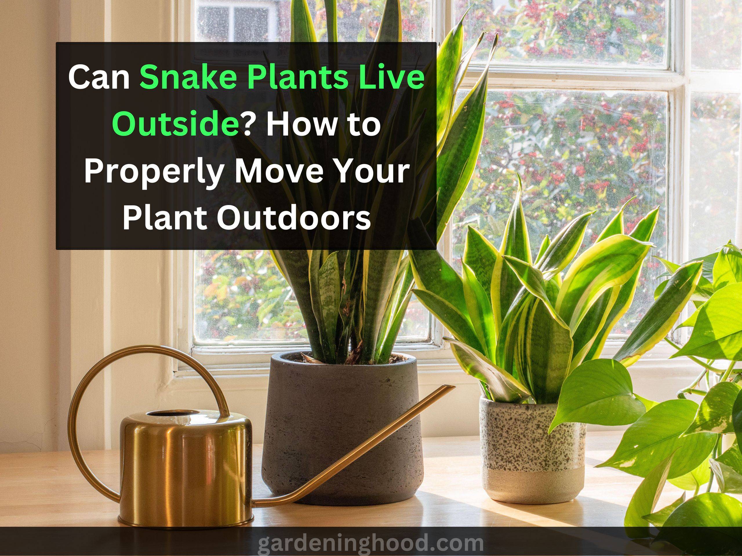 Can Snake Plants Live Outside? How to Properly Move Your Plant Outdoors
