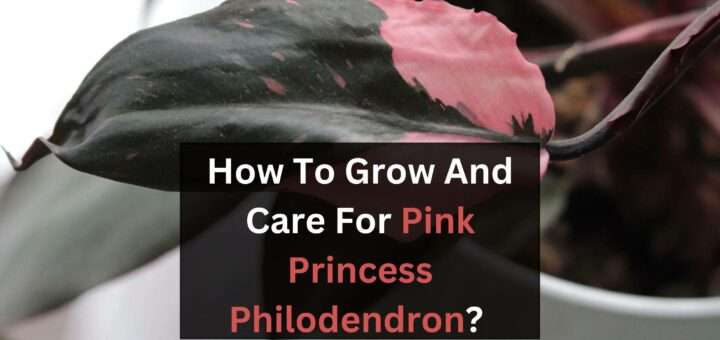 How To Grow And Care For Pink Princess Philodendron?