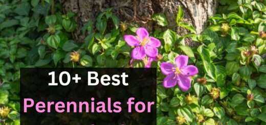 10+ Best Perennials for Dry Shade 2024