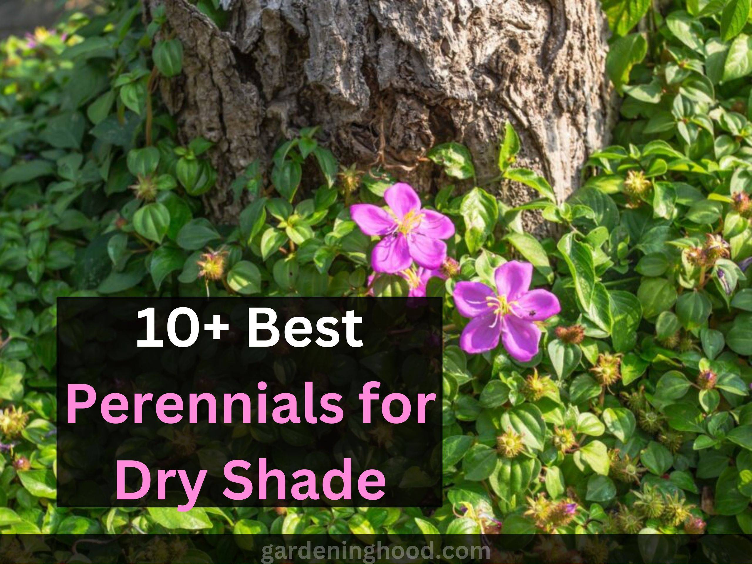 10+ Best Perennials for Dry Shade 2024