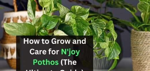 How to Grow and Care for N'joy Pothos (The Ultimate Guide)