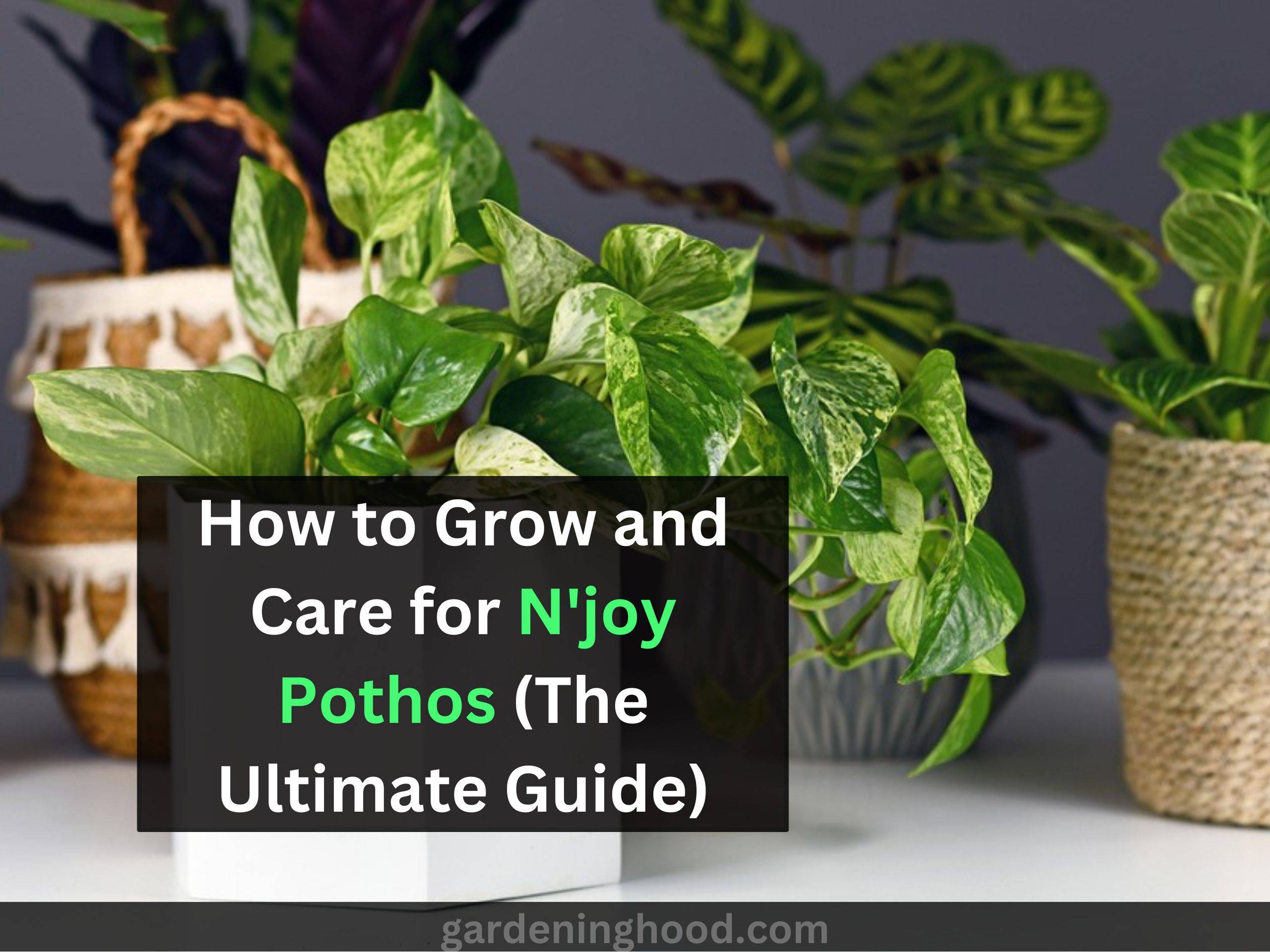 How to Grow and Care for N'joy Pothos (The Ultimate Guide)