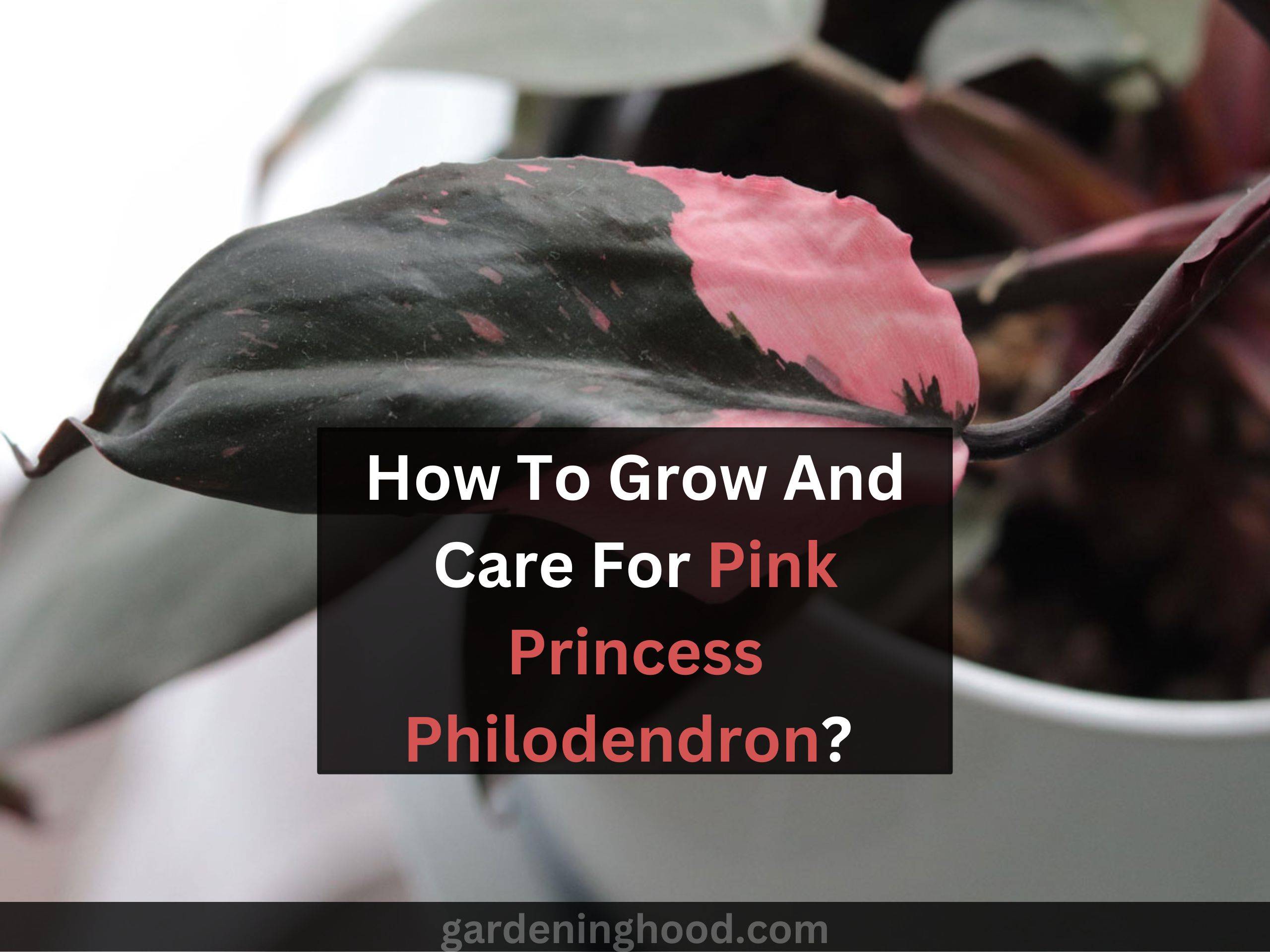 How To Grow And Care For Pink Princess Philodendron?