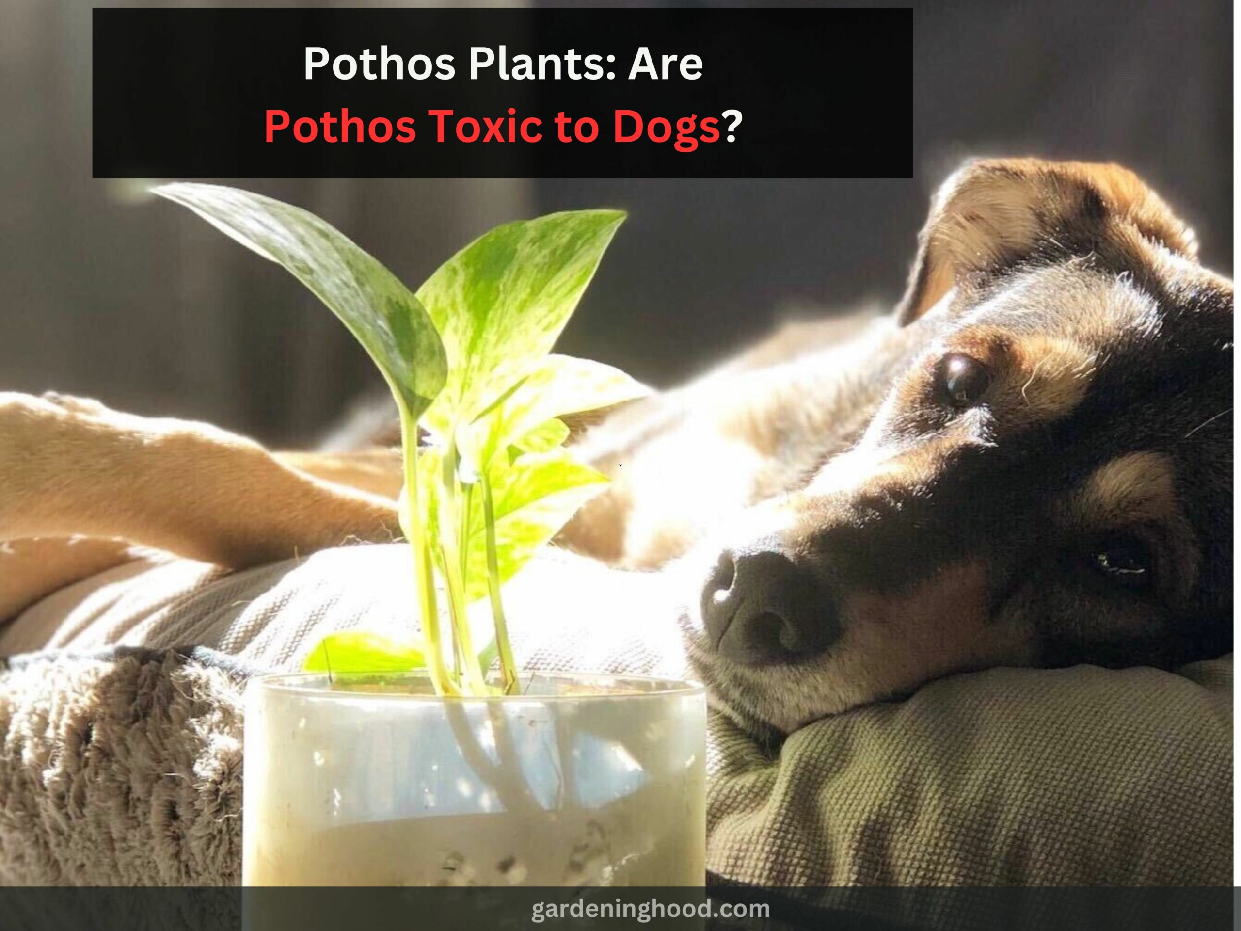 Pothos Plants: Are Pothos Toxic to Dogs?