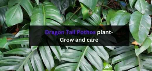 Dragon Tail Pothos plant- Grow and care