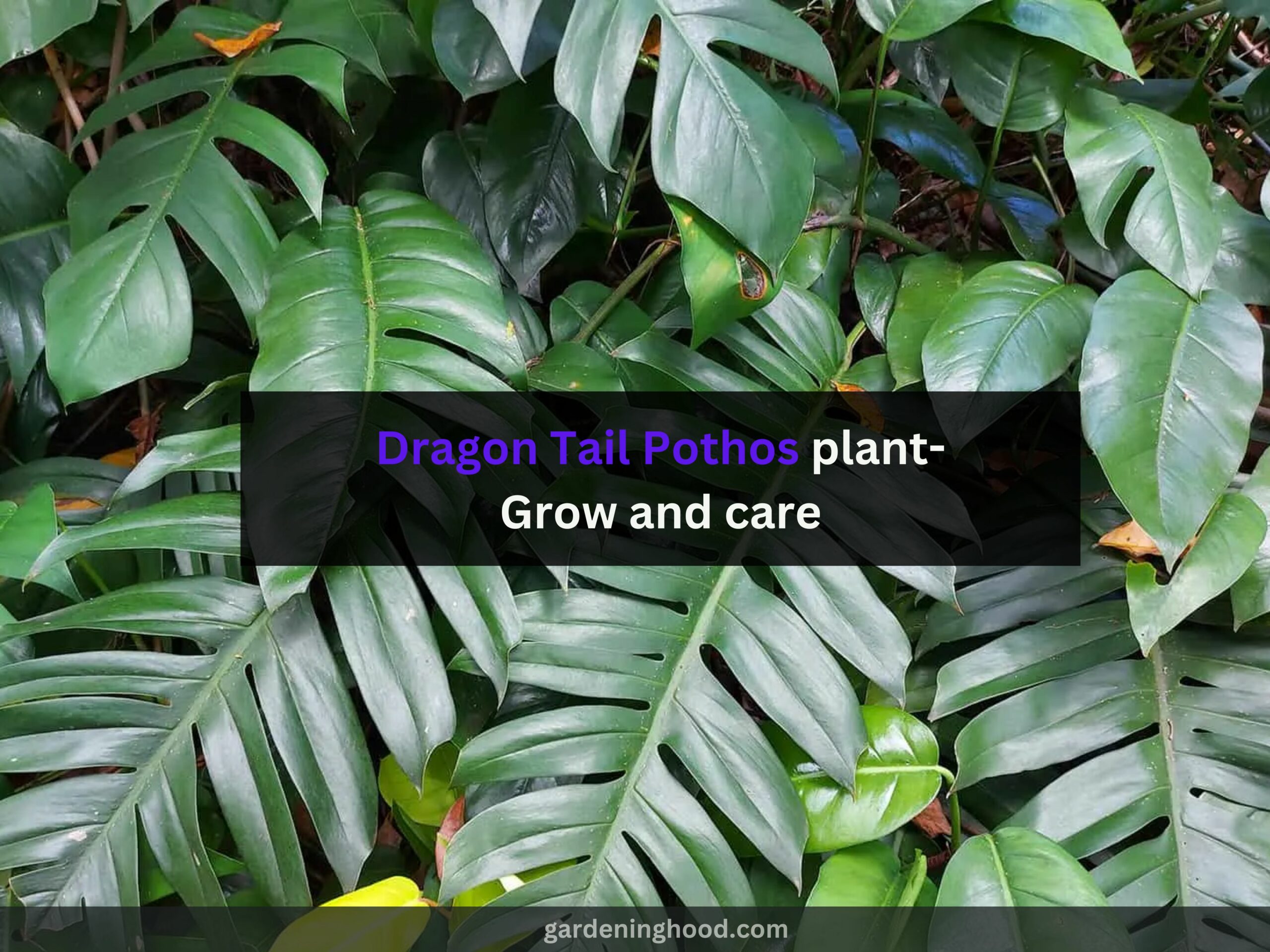 Dragon Tail Pothos plant- Grow and care