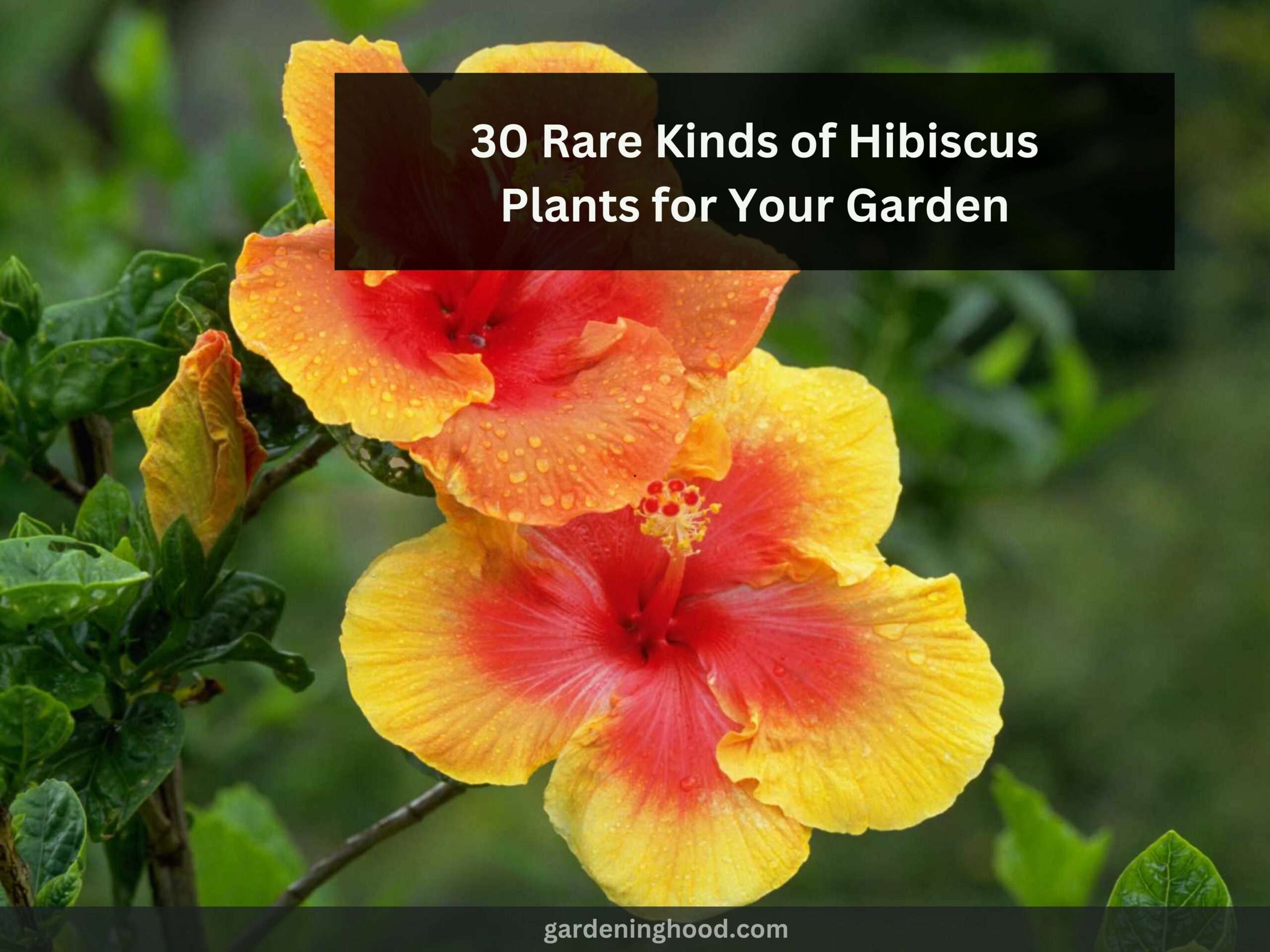 30 Rare Kinds of Hibiscus Plants for Your Garden