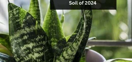 The Best Snake Pant Soil of 2024 