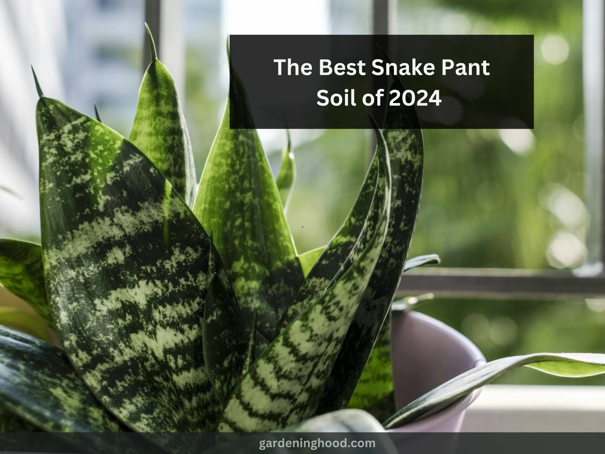 The Best Snake Pant Soil of 2024 