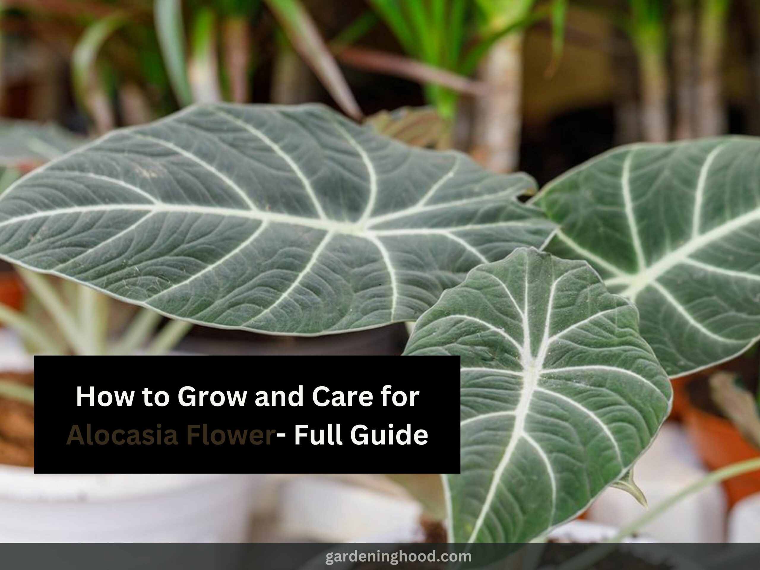 How to Grow and Care for Alocasia Flower- Full Guide
