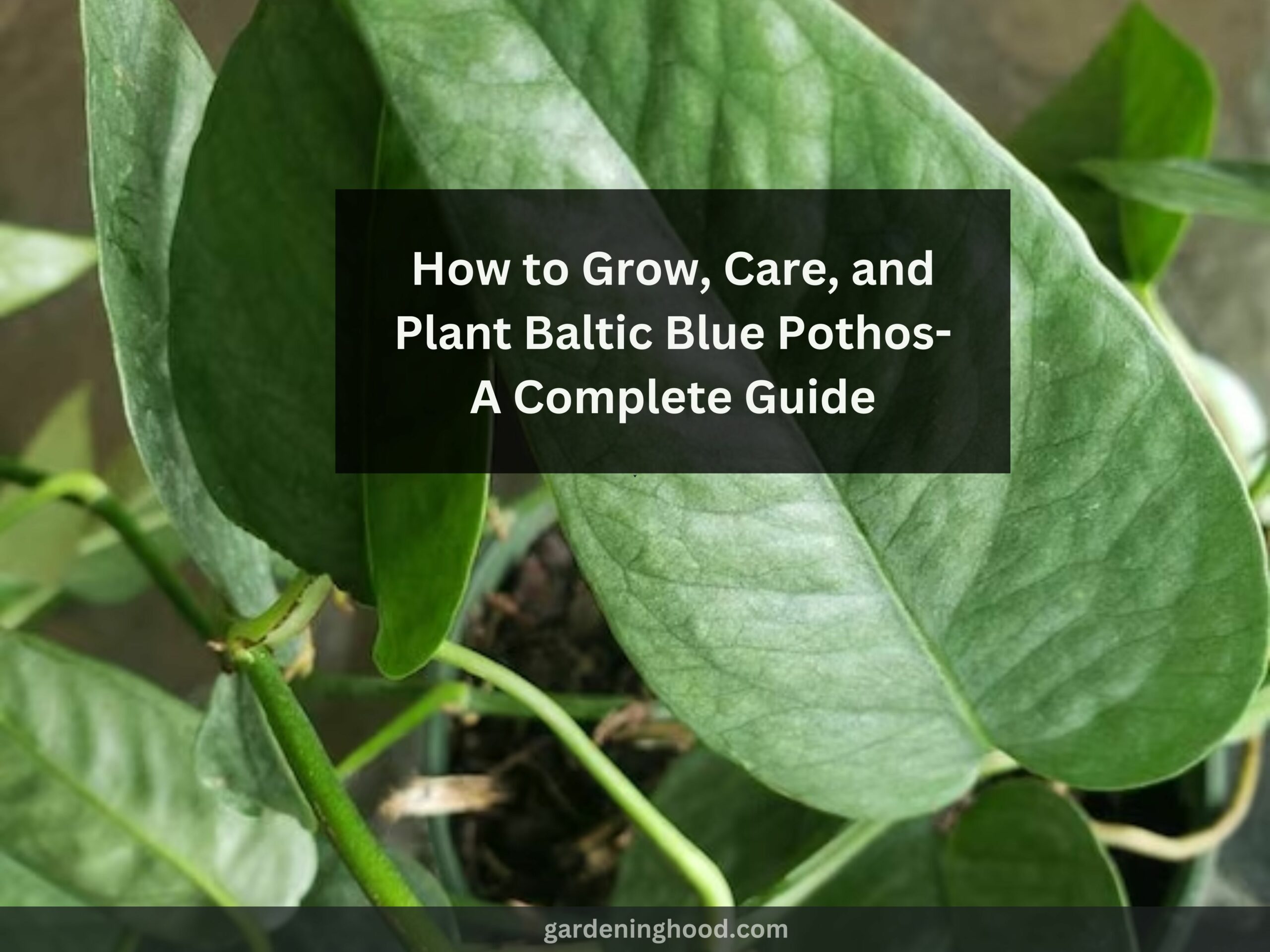 How to Grow, Care, and Plant Baltic Blue Pothos- A Complete Guide