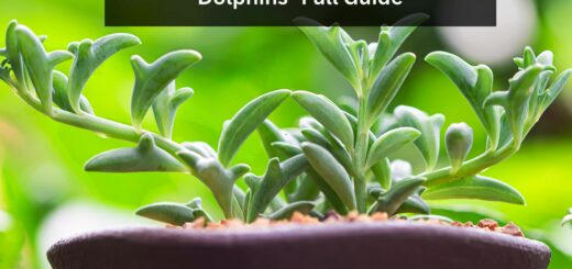 How to Propagate the String of Dolphins- Full Guide