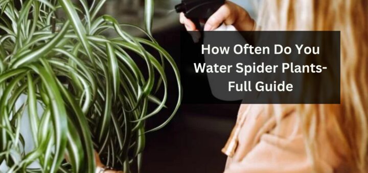 How Often Do You Water Spider Plants- Full Guide