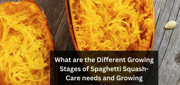 What are the Different Growing Stages of Spaghetti Squash- Care needs and Growing Problems