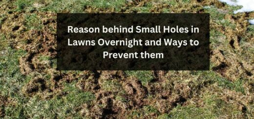 Reason behind Small Holes in Lawns Overnight and Ways to Prevent them