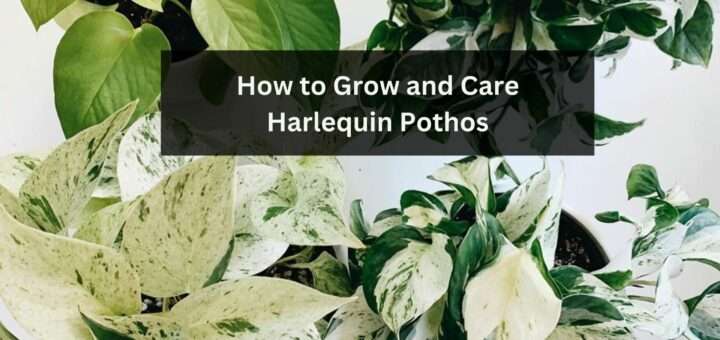 How to Grow and Care Harlequin Pothos: Full Guide