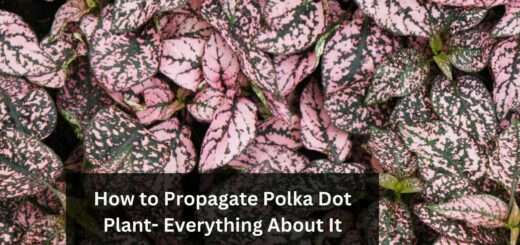 How to Propagate Polka Dot Plant- Everything About It