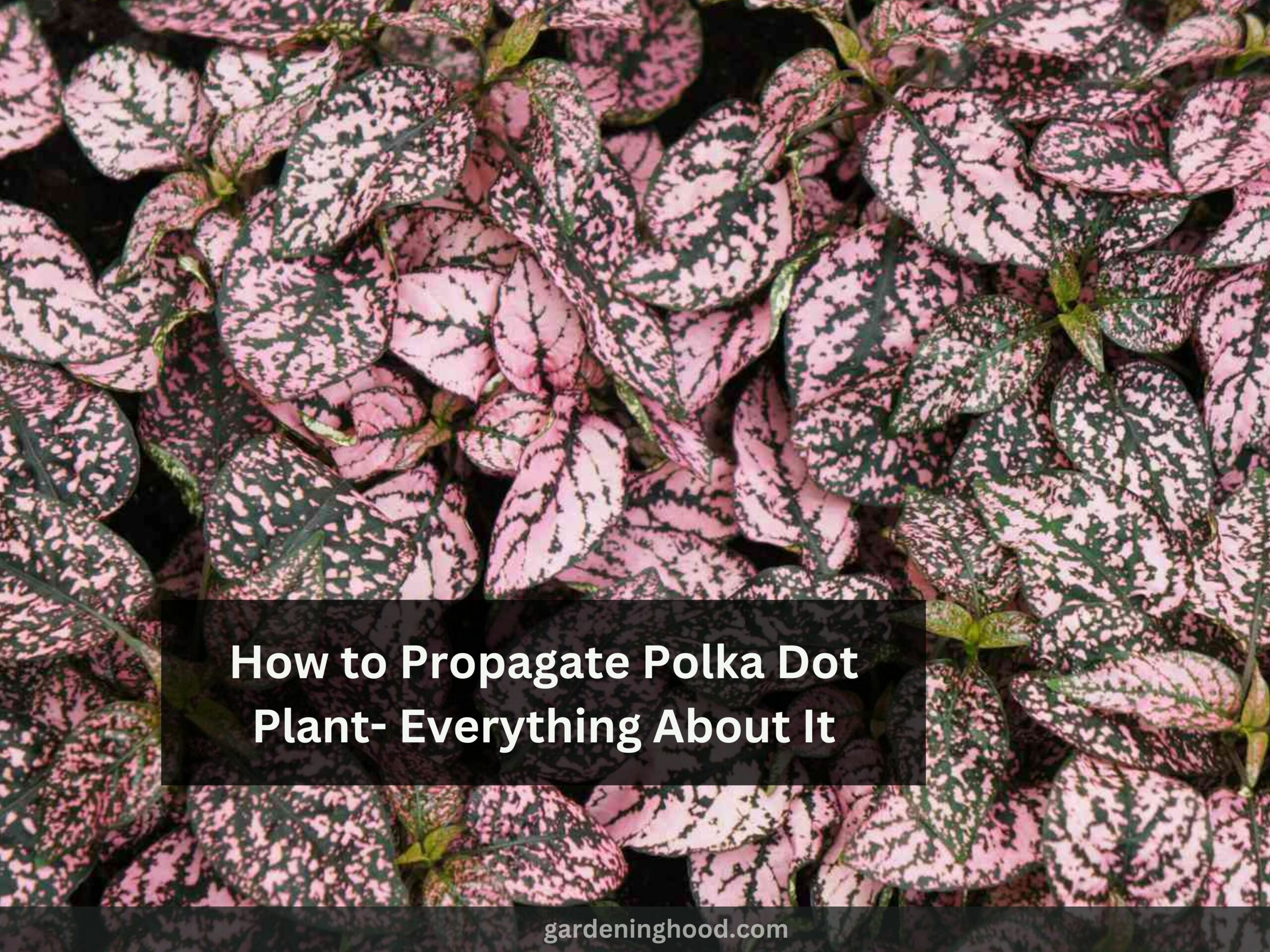 How to Propagate Polka Dot Plant- Everything About It