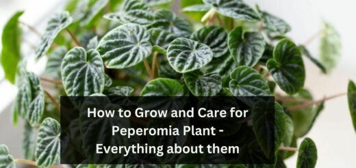 How to Grow and Care for Peperomia Plant - Everything about them