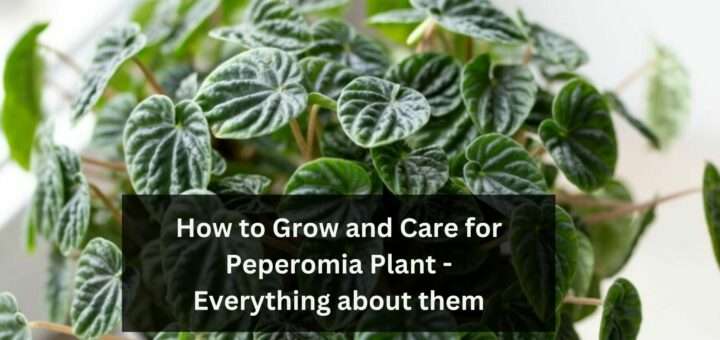 How to Grow and Care for Peperomia Plant - Everything about them