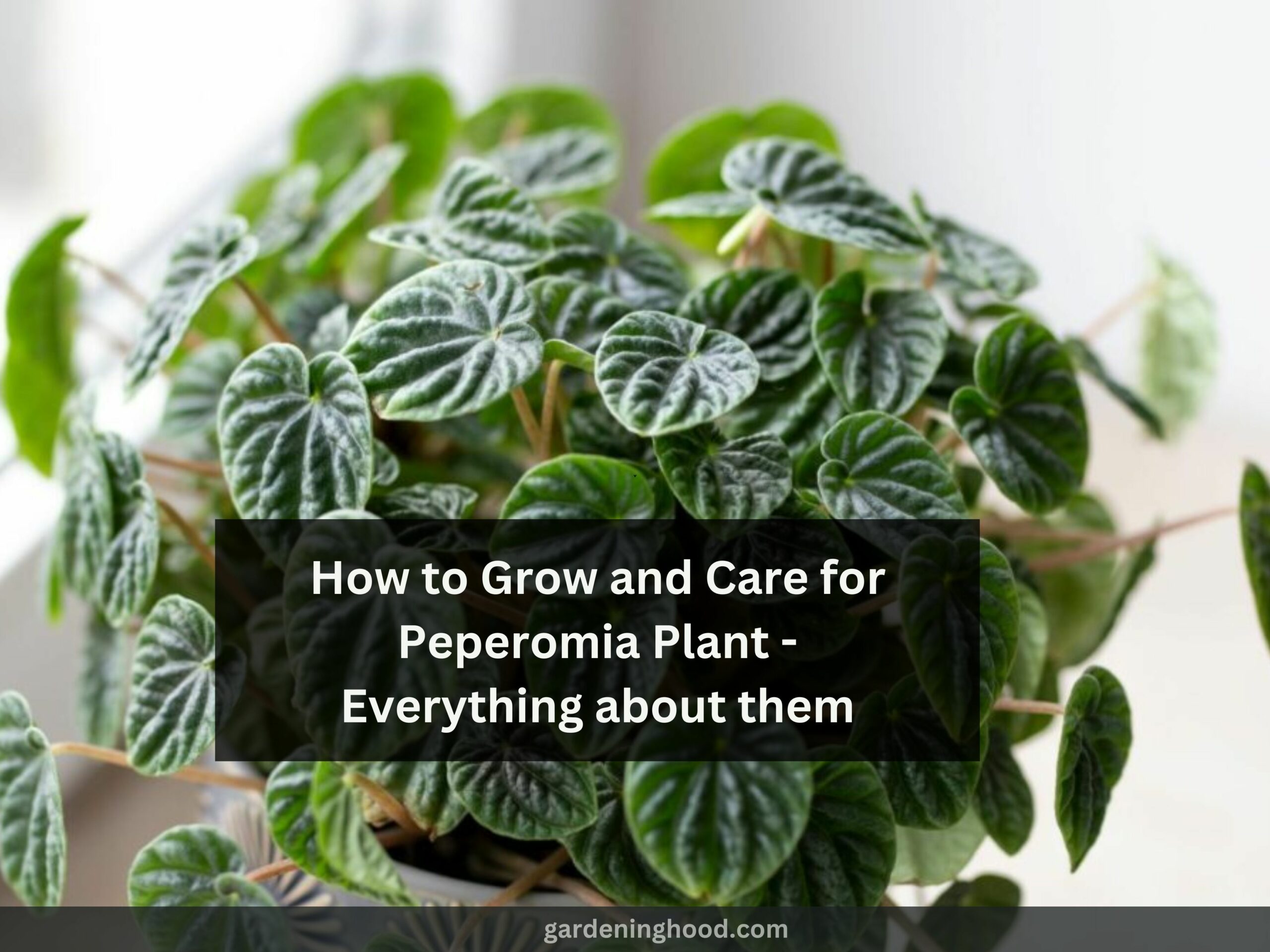 How to Grow and Care for Peperomia Plant - Everything about them