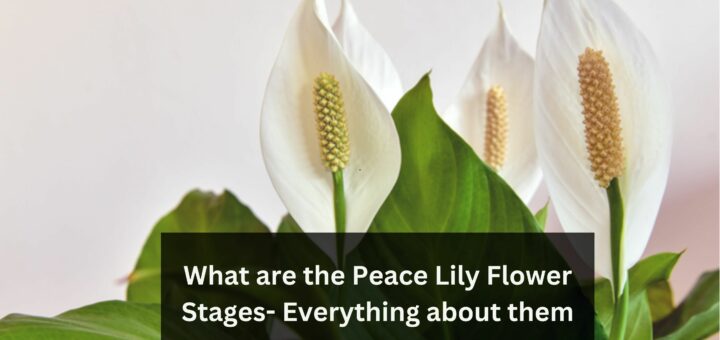 What are the Peace Lily Flower Stages- Everything about them