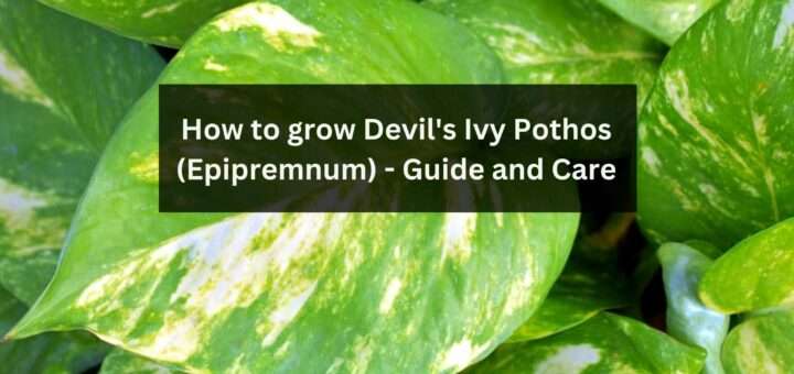 How to grow Devil's Ivy Pothos (Epipremnum) - Guide and Care