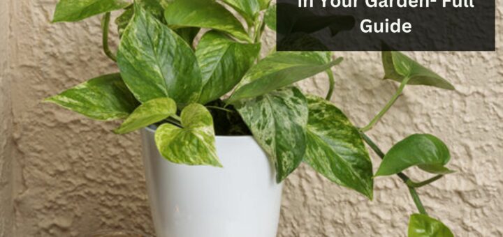 How to Grow and Care Glacier Pothos in Your Garden- Full Guide