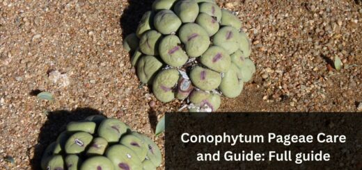 Conophytum Pageae Care and Guide: Full guide