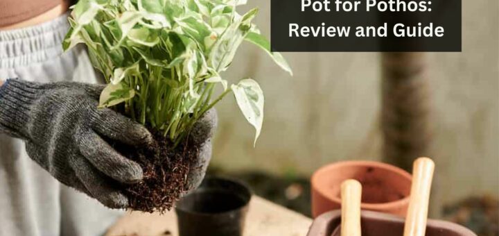 Choosing Best Pot for Pothos: Review and Guide