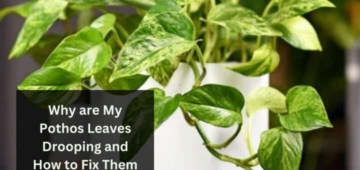 Why are My Pothos Leaves Drooping and How to Fix Them