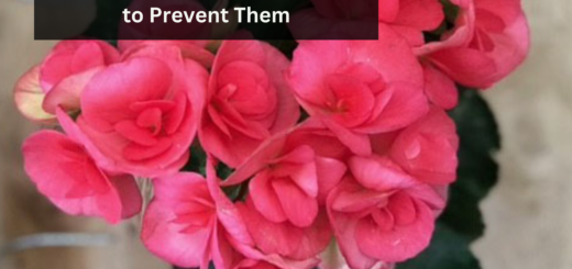 Reasons behind Rieger Begonia Flowers Turning Brown and How to Prevent Them
