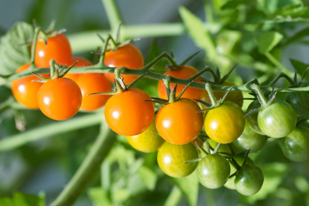 Highest Yielding Tomato Varieties to Grow in Your Home Garden
