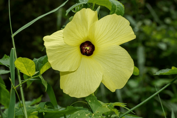 30 Rare Kinds of Hibiscus Plants for Your Garden