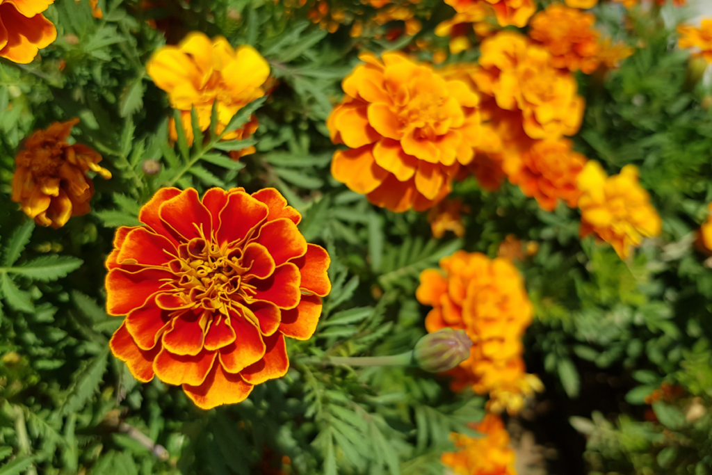 Are Marigolds Perennials or Annuals