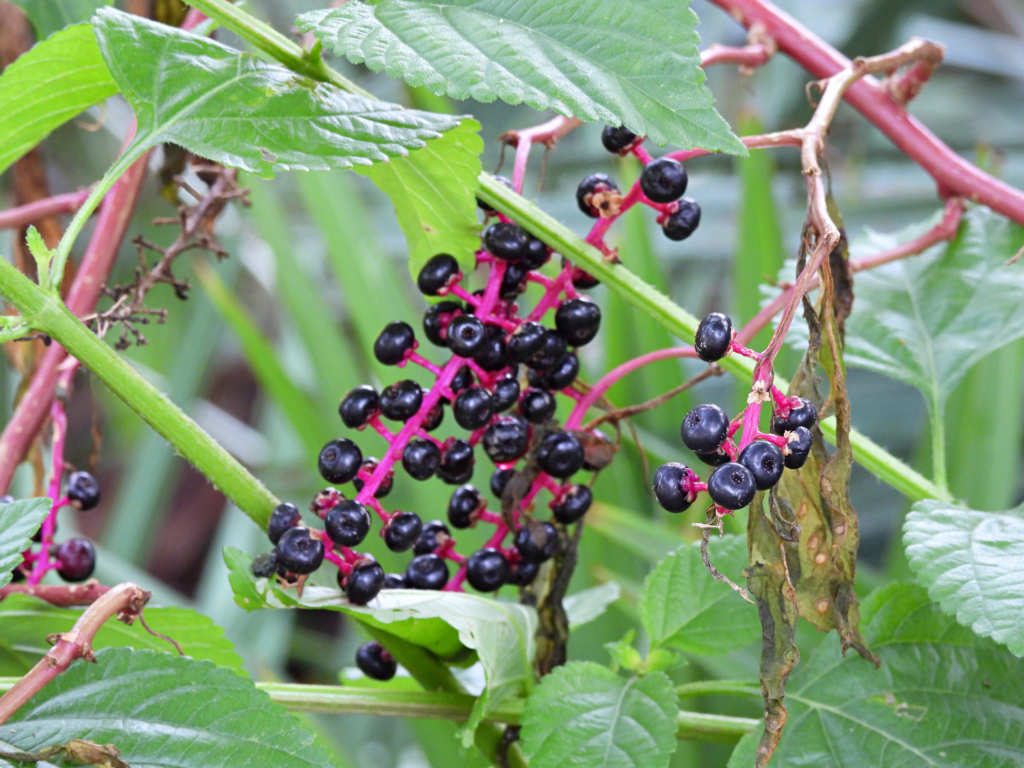 What if I Touched Pokeweed with Bare Hands- Side Effects and Treat Symptoms 