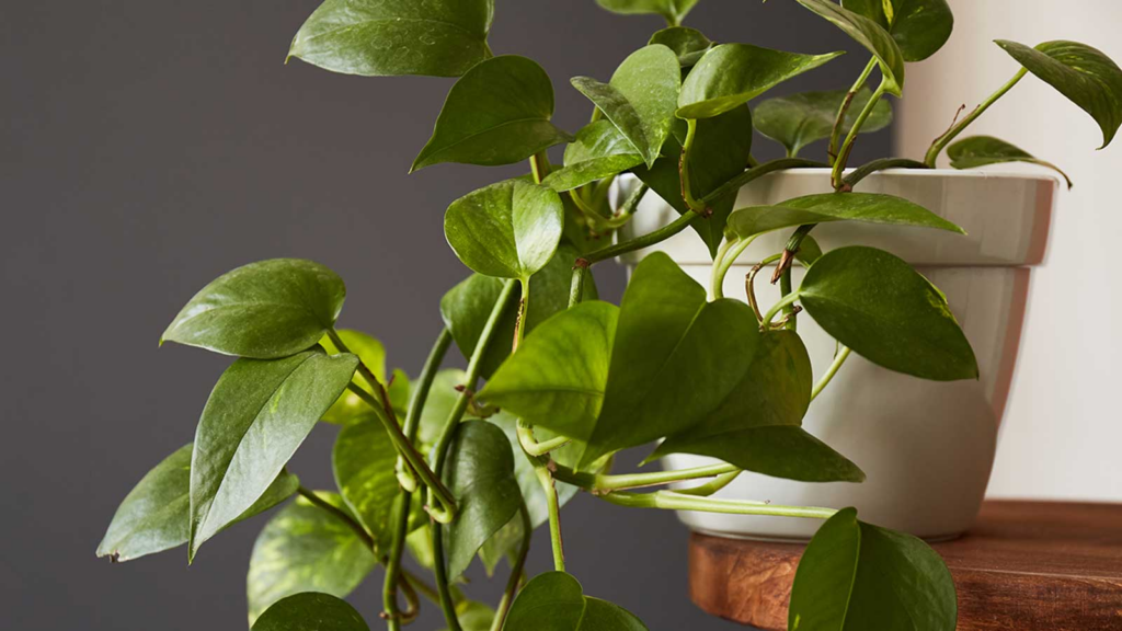 What is the Best Temperature for Pothos? How to Maintain Ideal Temperature for Pothos?