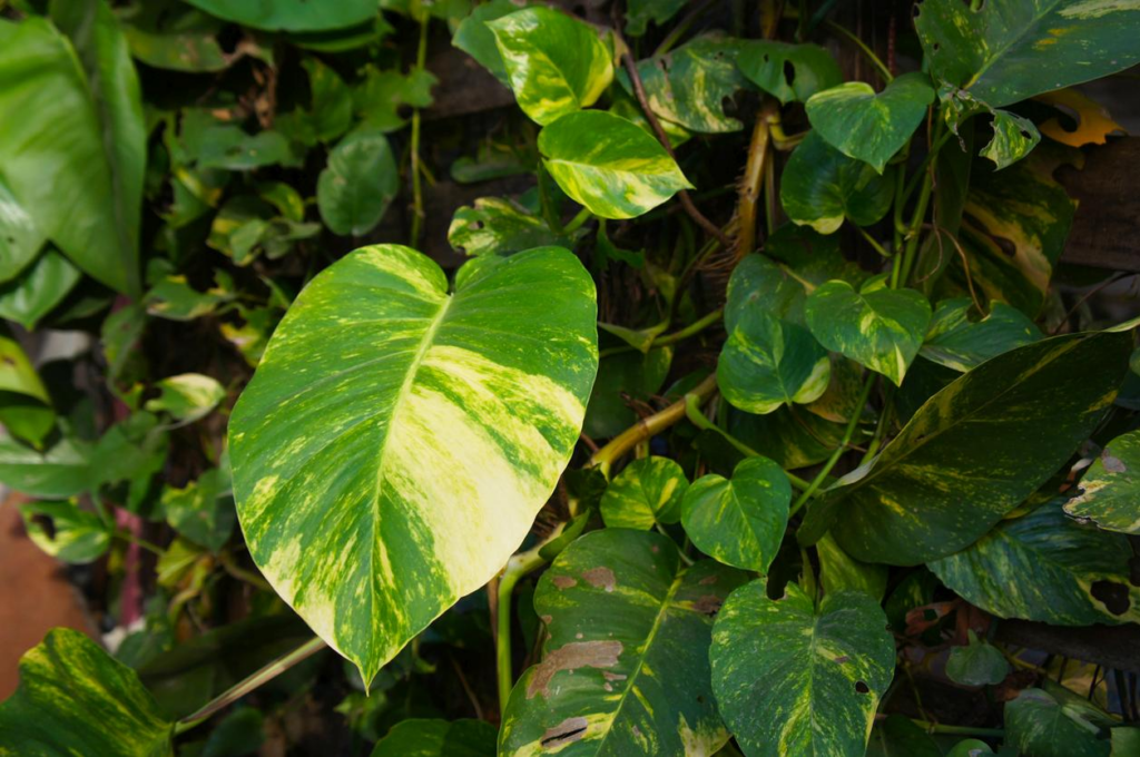 Pothos Light Needs: What Your Plant Needs to Grow in Your Garden