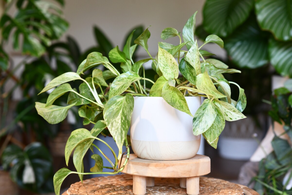 How to Grow Pothos in Water| Caring Tips for Pothos