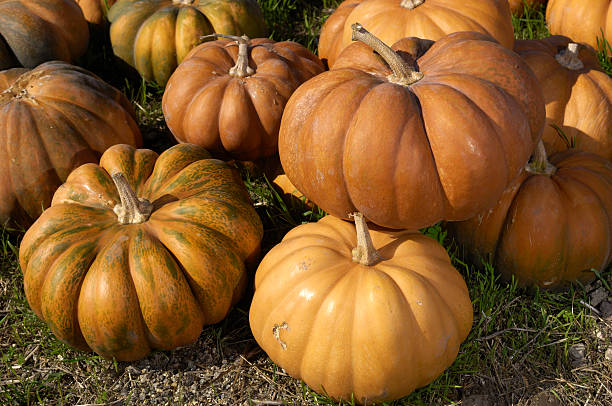 Pumpkin Growing Stages: 8 Different Stages of Pumpkin Growth