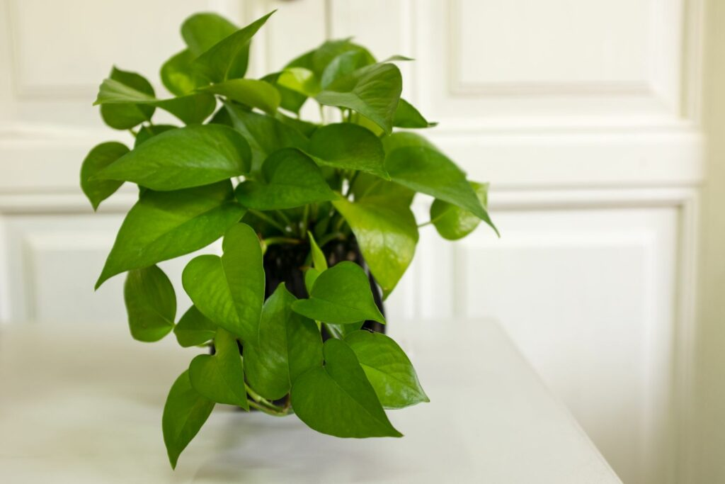 Philodendron vs Pothos: Which One is Better? | Advantages and Disadvantages of Philodendrons and Pothos