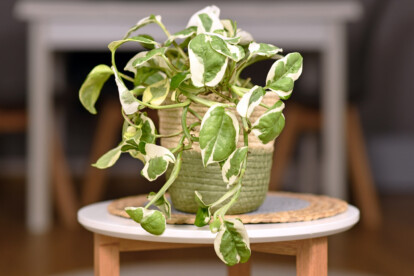 Do Pothos Need Drainage? (4+ Essential Tips To Follow for Good Drainage)