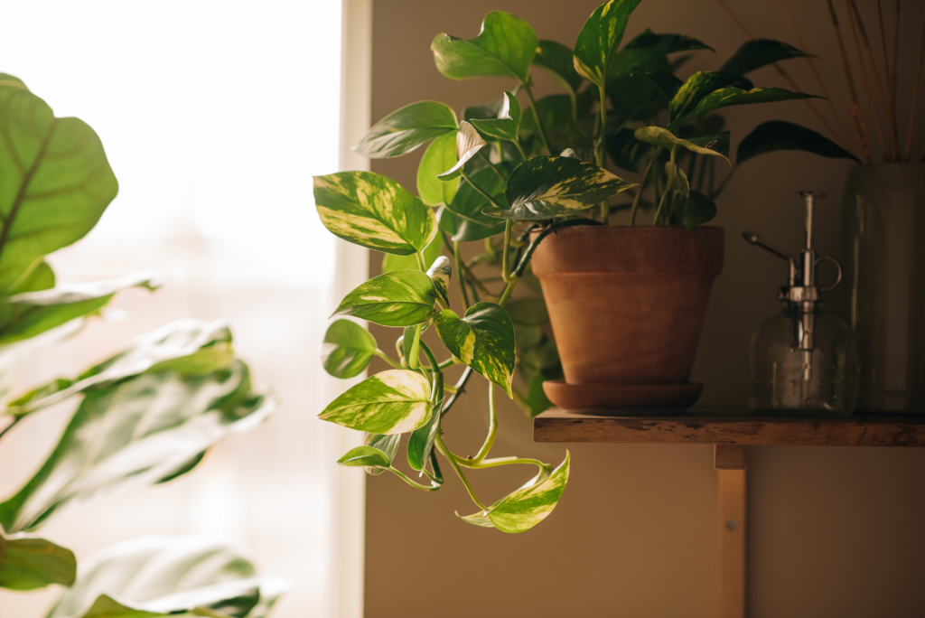 Do Pothos Need Drainage? (4+ Essential Tips To Follow for Good Drainage)
