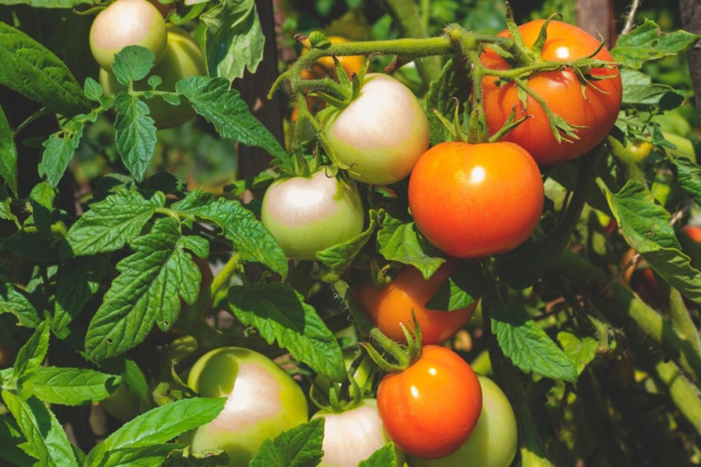Best Tomatoes for Canning You Should Grow