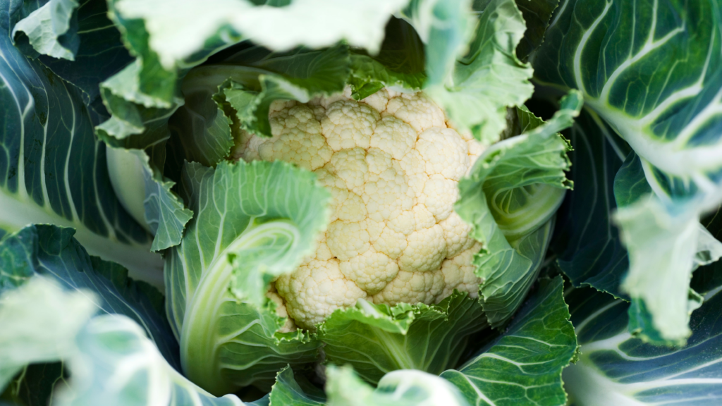 Best Cauliflower Companion Plants To Grow Together