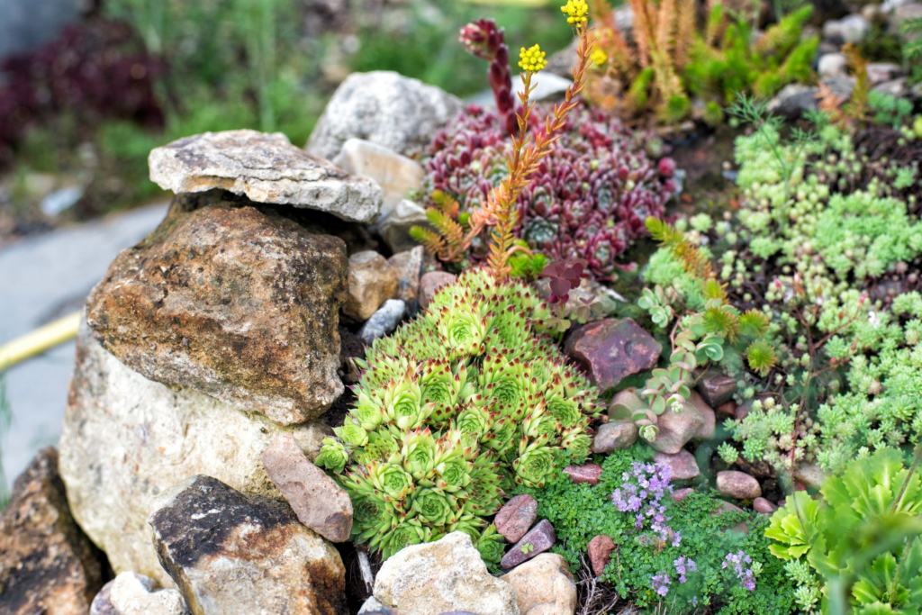 Plants that Grow on Rocks Without Soil in Your Backyard 