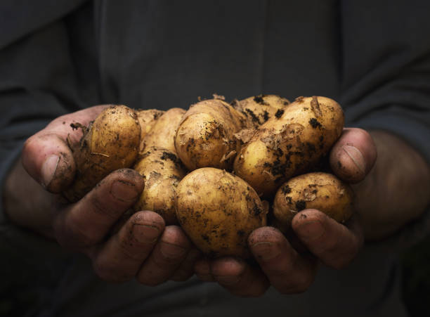 Are Potatoes Man Made: The Ultimate History of Potato Plant