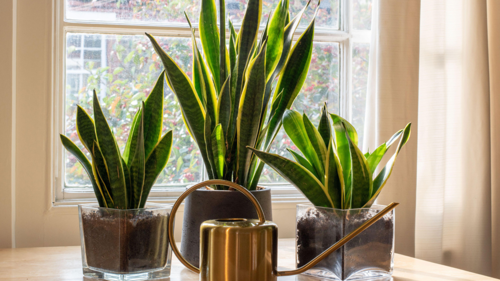 How Tall Do Snake Plants Get? An Ultimate Guide to Growth of Snake Plants